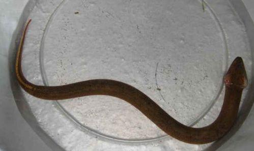 黄鳝女主个人资料,揭秘神秘魅力背后的传奇人生