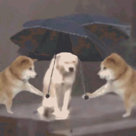 打伞表情包,打伞表情包带你领略趣味生活瞬间