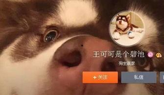 狗年娱乐圈预测,星光熠熠，风云变幻，谁将引领潮流？